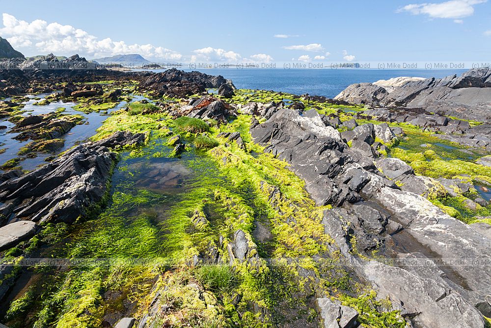 Rocky shore Ellenabeich