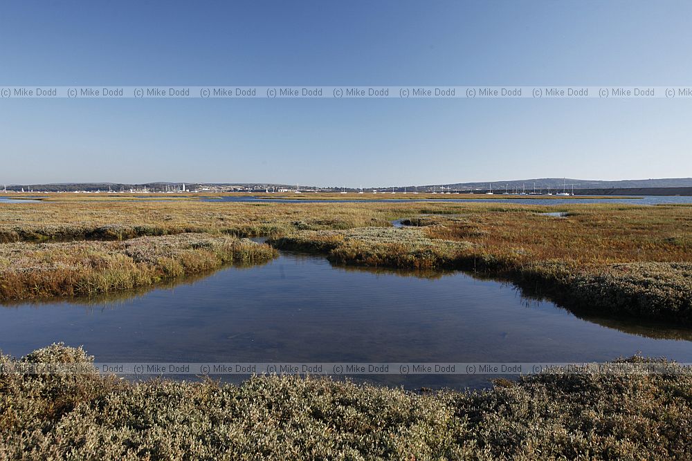 Saltmarsh