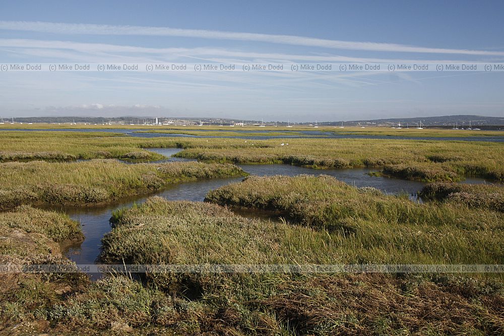 Saltmarsh
