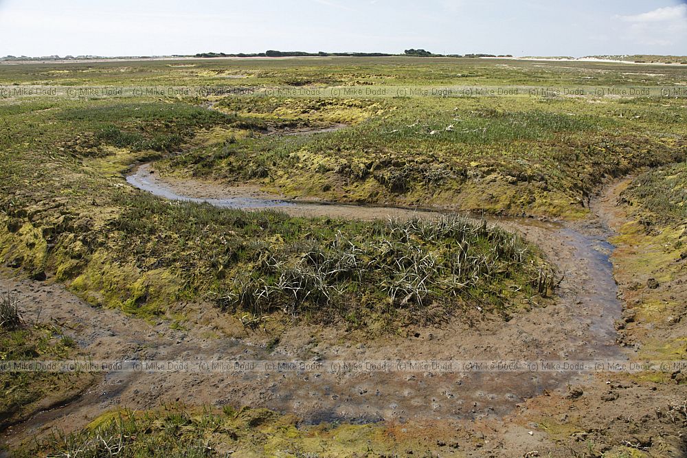 Saltmarsh