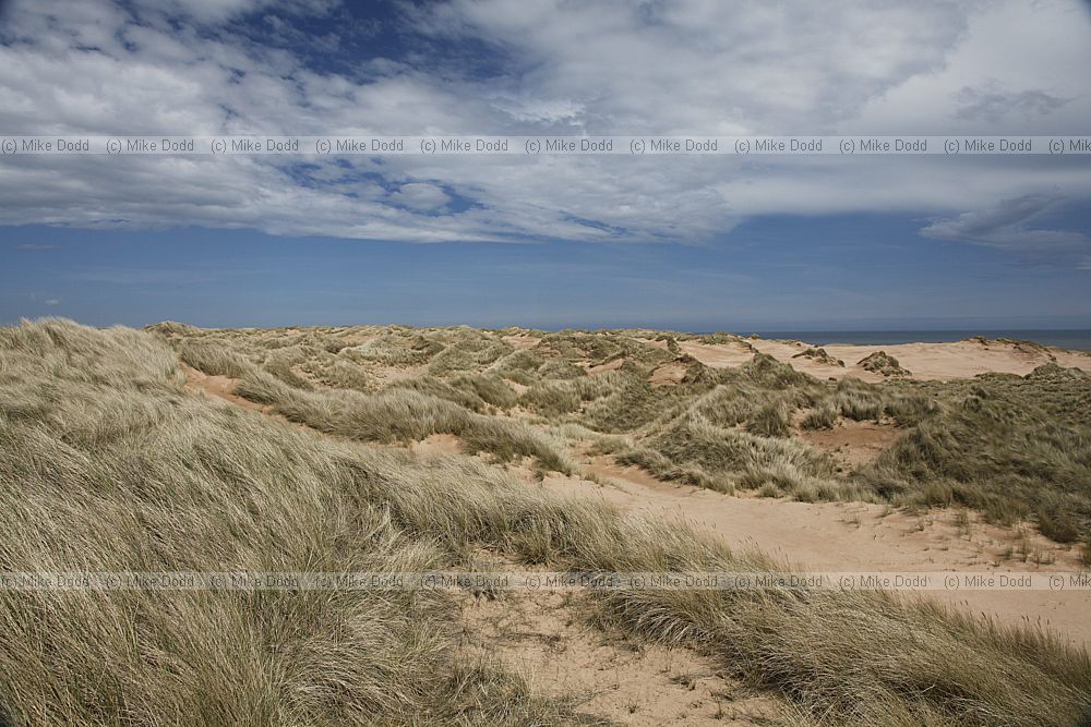 Sands of forvie dunes and estuary
