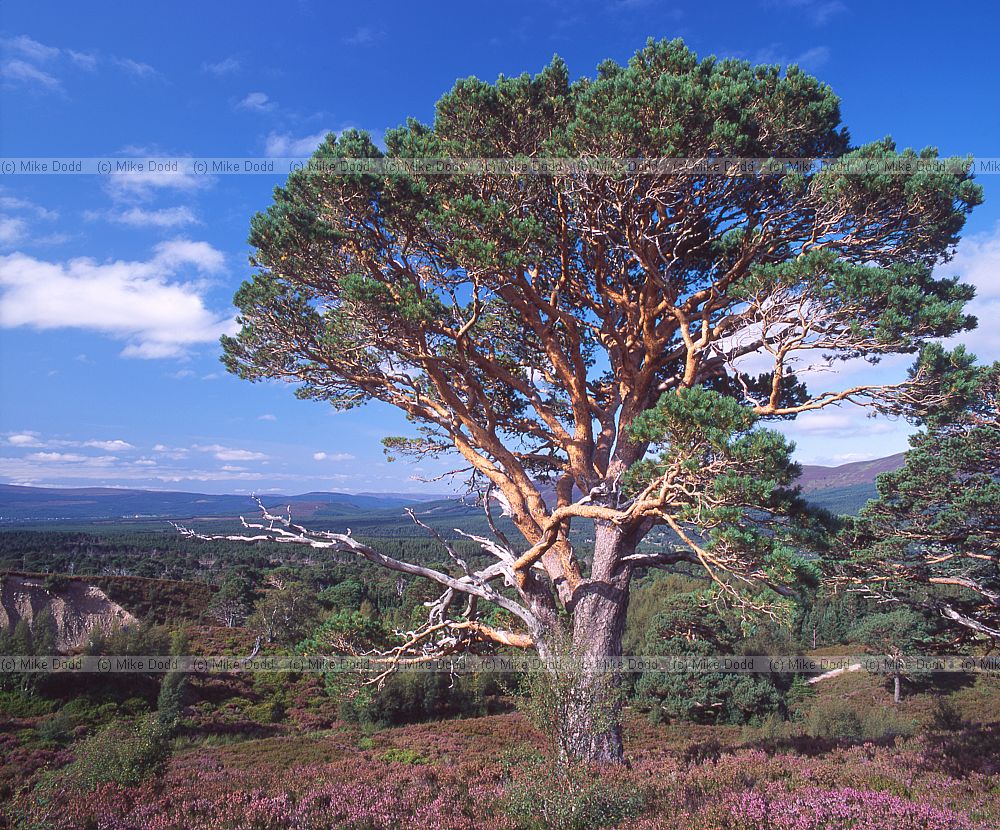 Pinus sylvestris scots pine Glen more forest park near Aviemore