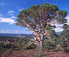 Pinus sylvestris scots pine Glen more forest park near Aviemore