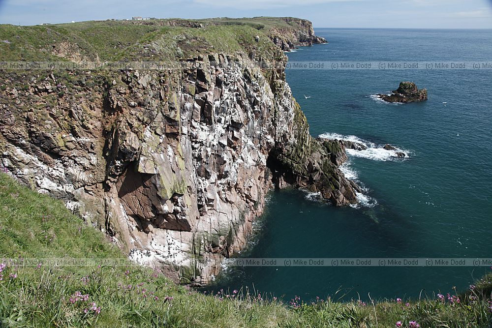 Sea cliffs Bullers of Buchan pink granite