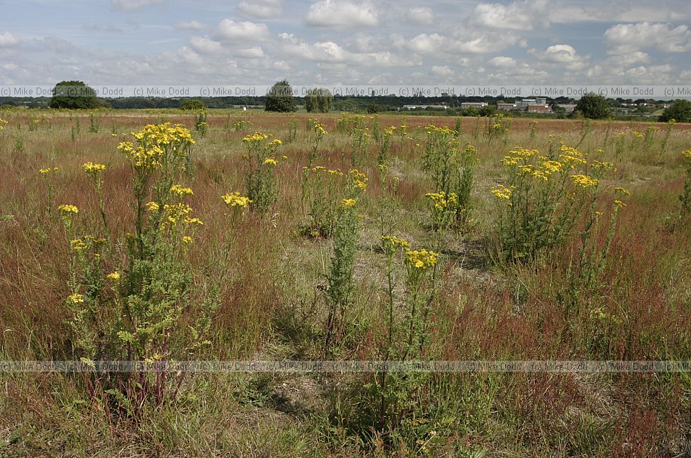 Senecio jacobaea Ragwort