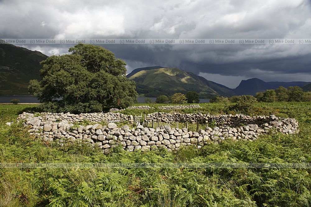 Dry stone sheep enclosure Crummock with stormy sky in background.
