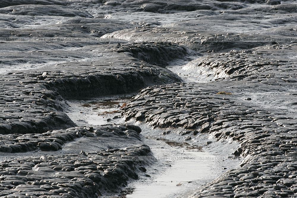 Patterns in silty mud against the light