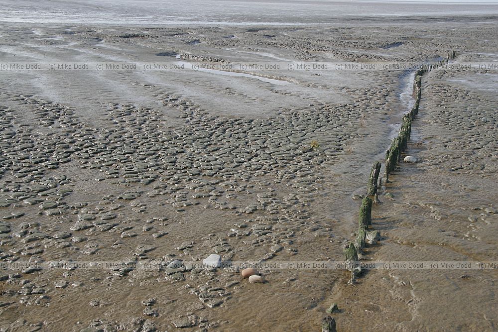 Patterns in silty mud with small wooden posts