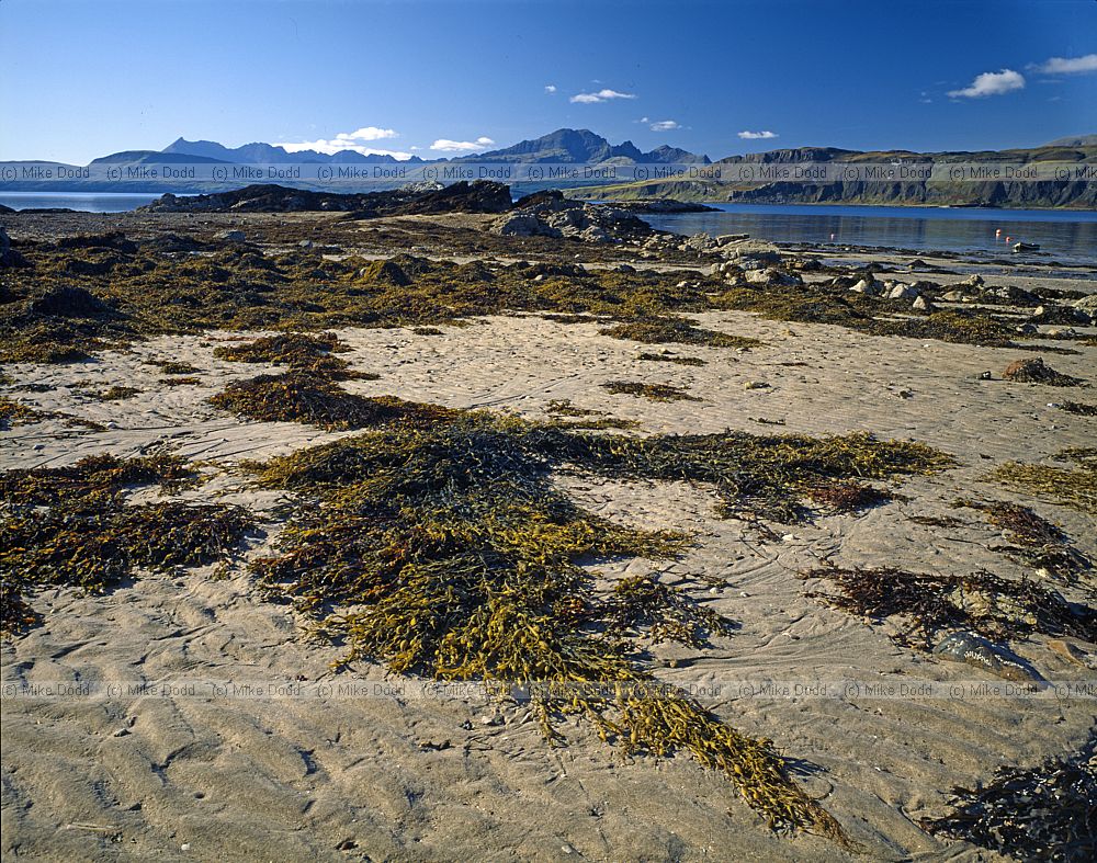 Seaweed on sandy beach with distant Cullins in background Skye Scotland