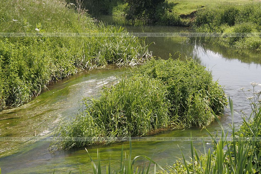 Small island or ait in river