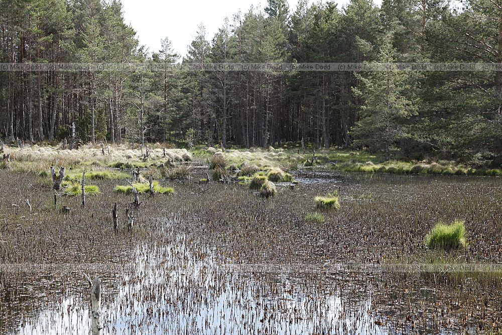 Small lochen with lots of vegetation