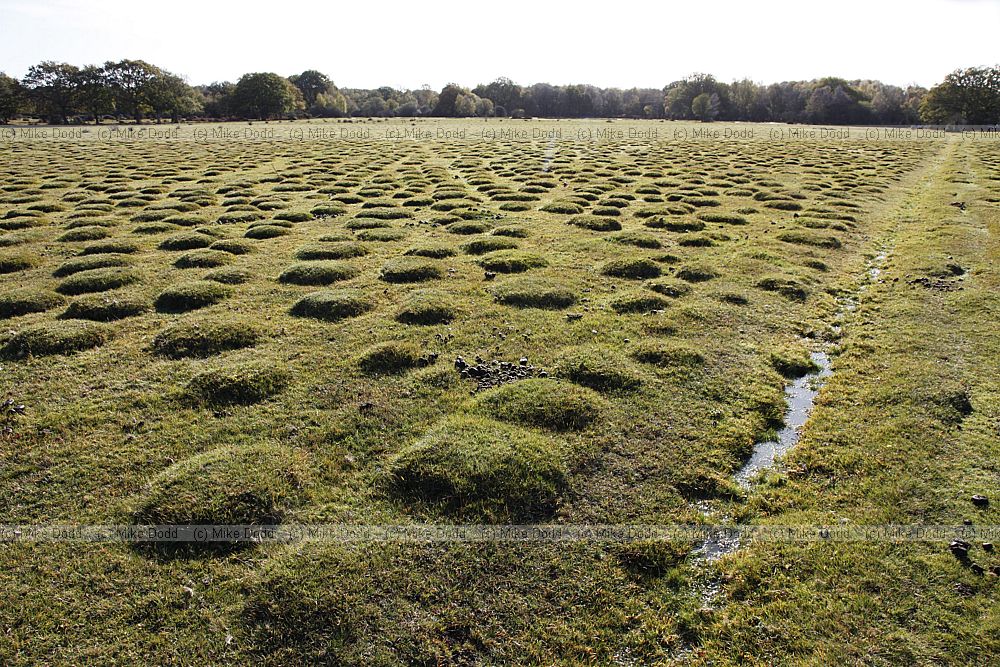 Small mounts in wet heathy grassland often the mounds have woody plants on
