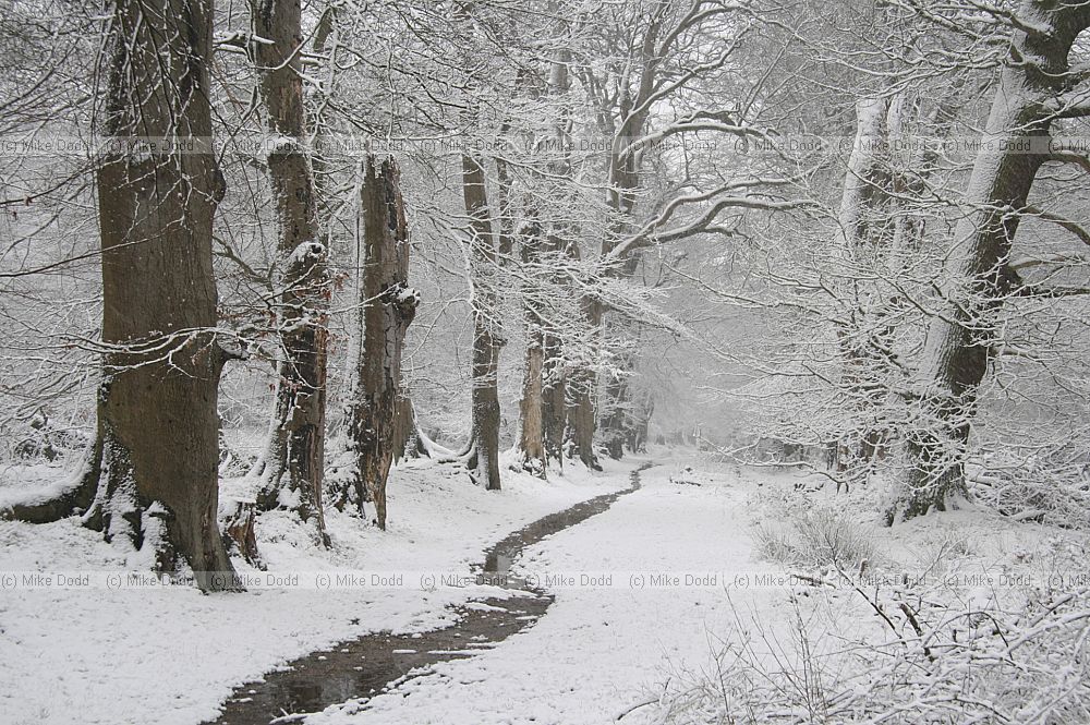 Snowy woodland
