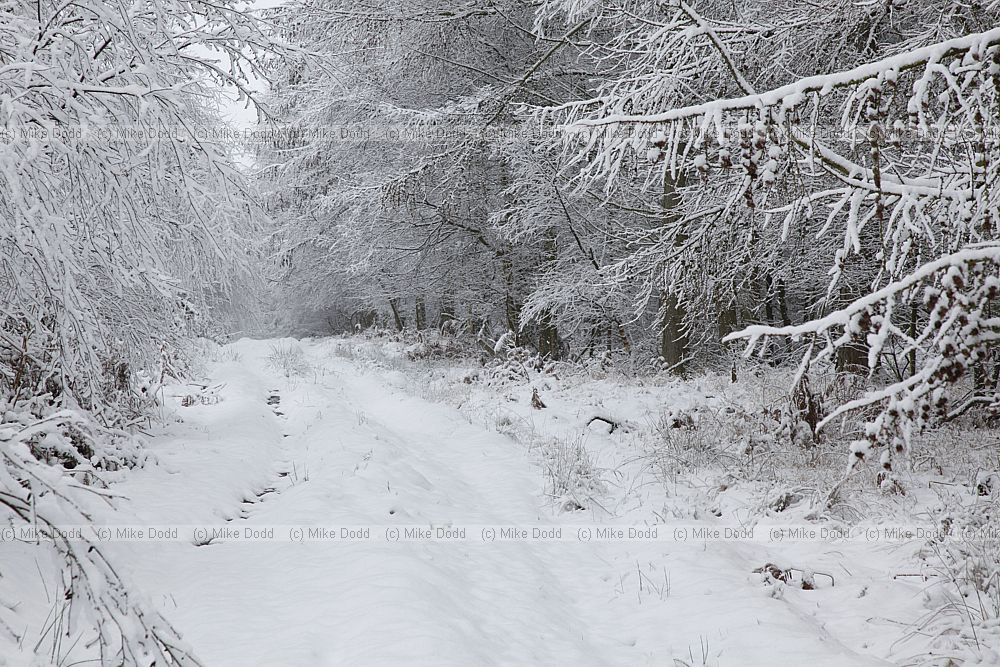 Snowy woodland