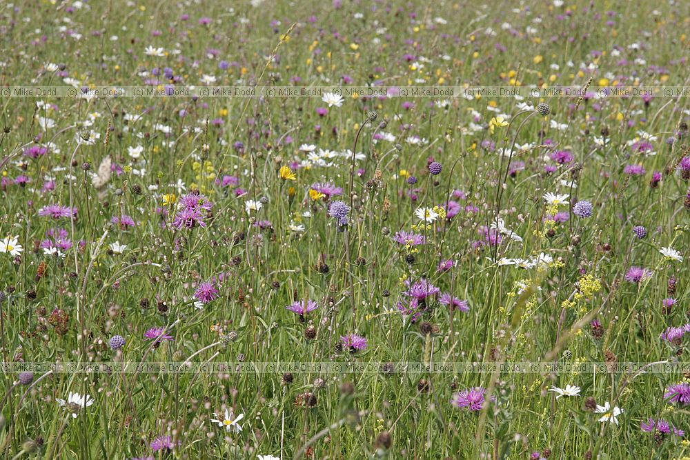 Species rich flowery meadow