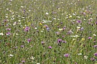 Species rich flowery meadow