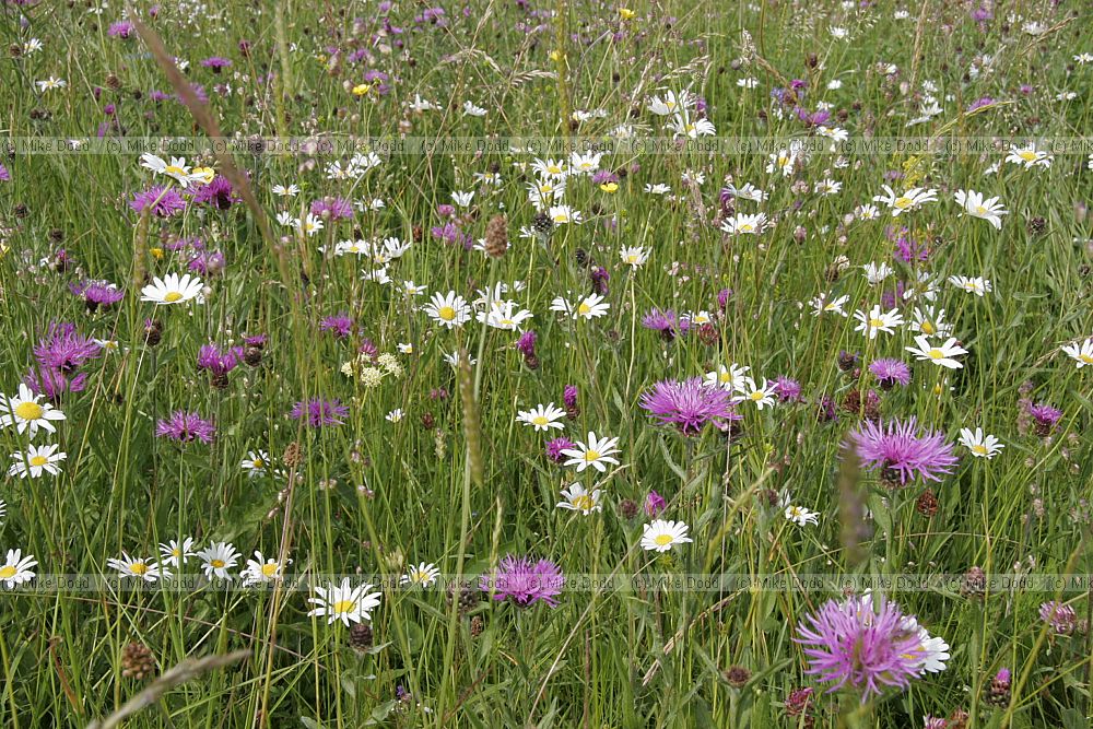 Species rich flowery meadow