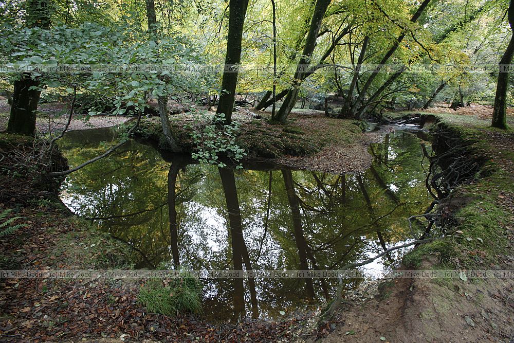 Stream in forest with reflection