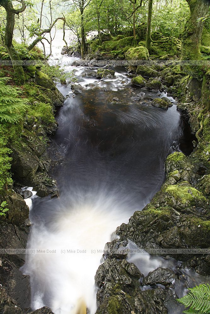 Stream in very green forest during rain