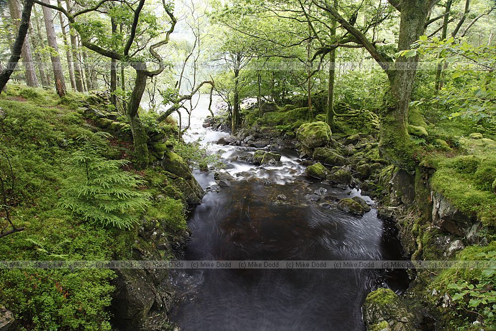Stream in very green forest during rain