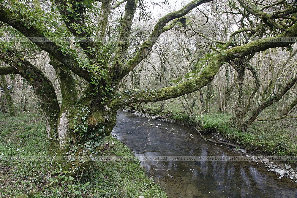 Afon Alun stream in woods