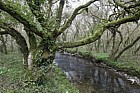 Afon Alun stream in woods