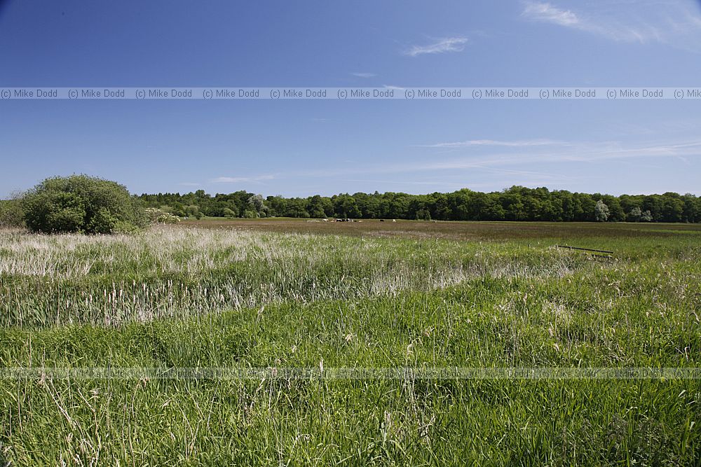 Strumshaw Fen