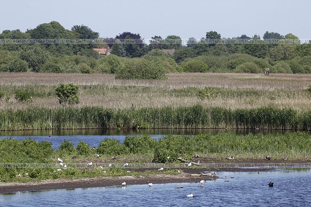 Strumshaw Fen