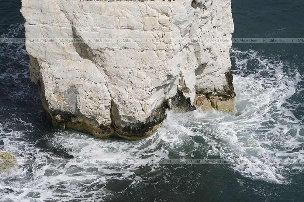 Old Nick's Ground and The Pinnacles chalk sea cliffs and stacks near Swanage in Dorset