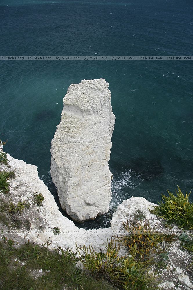 Old Nick's Ground and The Pinnacles chalk sea cliffs and stacks near Swanage in Dorset