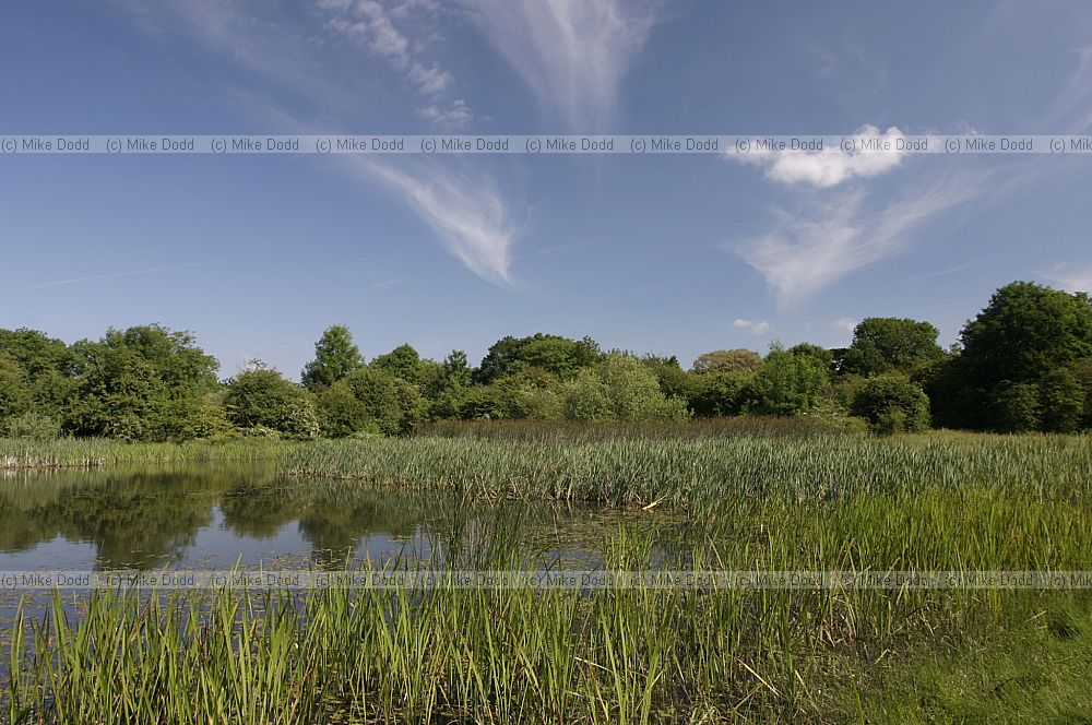 Thompson common and pingos