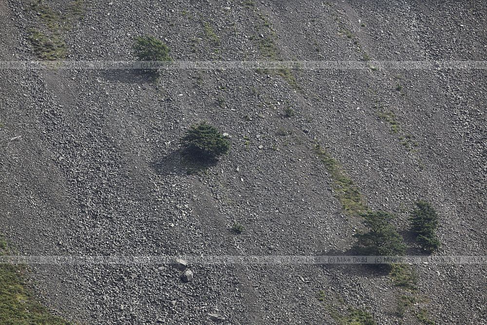 Trees on hillside in scree Waswater