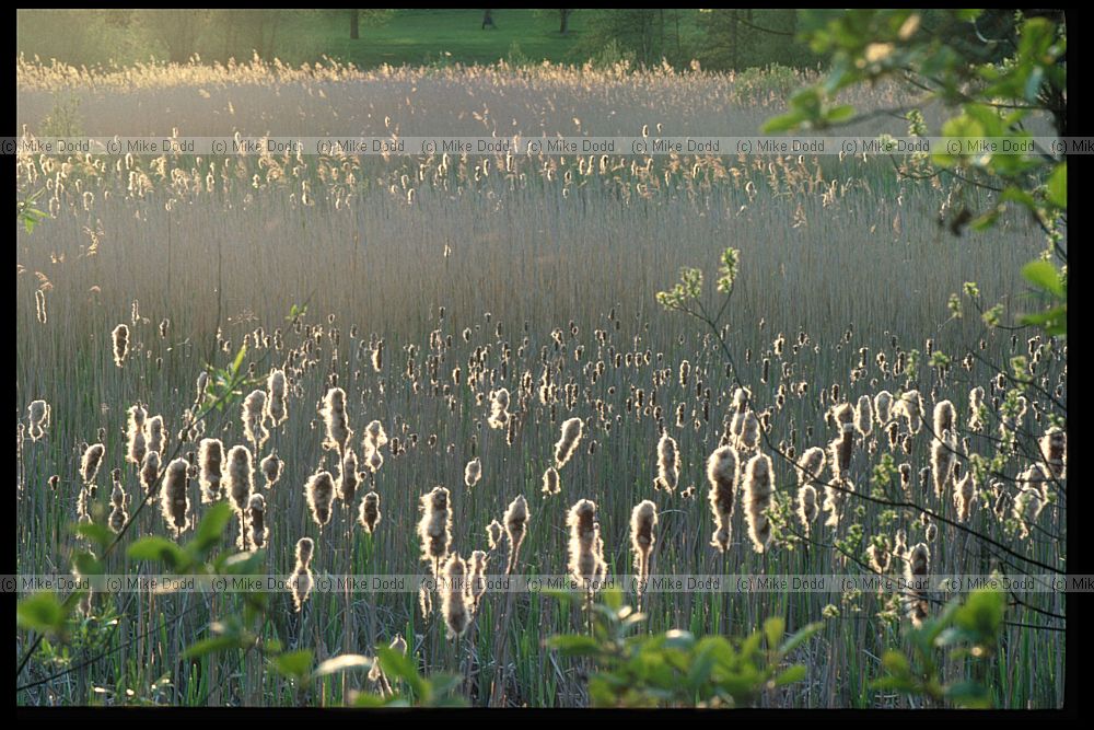 Typha latifolia Bulrush