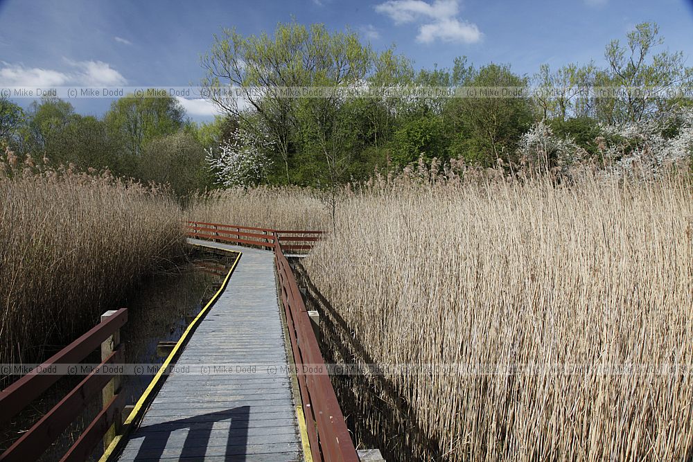 Walton Lake boardwalk