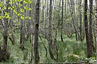 Wet Alnus glutinosa Betula woodland