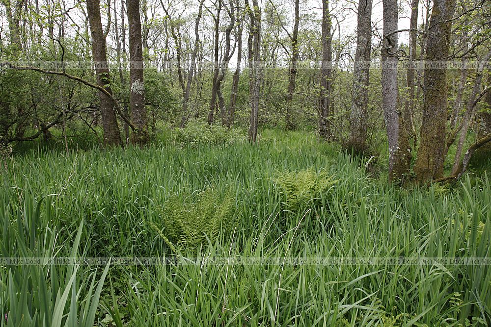 Wet woodland with Alder Alnus glutinosa