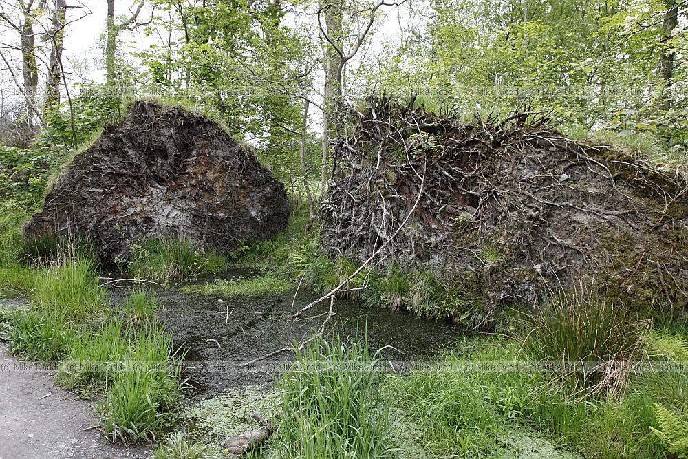 Wet woodland with rootplates