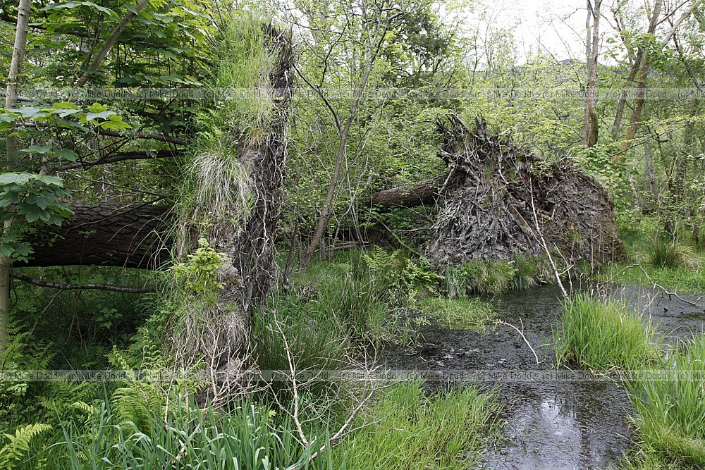 Wet woodland with rootplates
