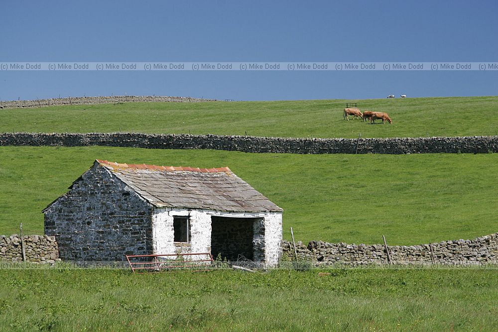 White barn and cattle Upper Teesdale