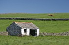 White barn and cattle Upper Teesdale