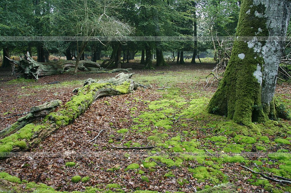 Ancient woodland interior New Forest