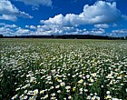 Yarnton meadow Oxfordshire species rich grassland
