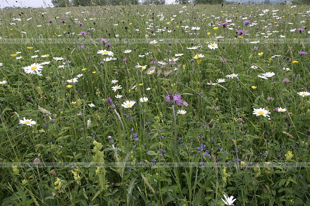 Mixed wildflowers Yarnton meadow