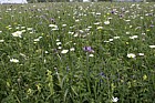 Mixed wildflowers Yarnton meadow