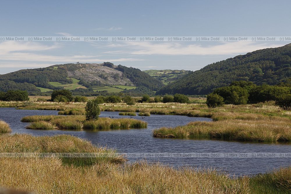 Pools behind saltmarsh Ynys-hir