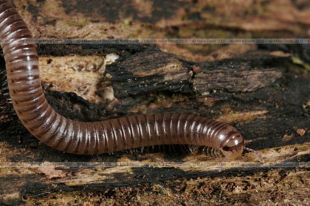 Millipede