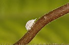 mealy bug on streptocarpus