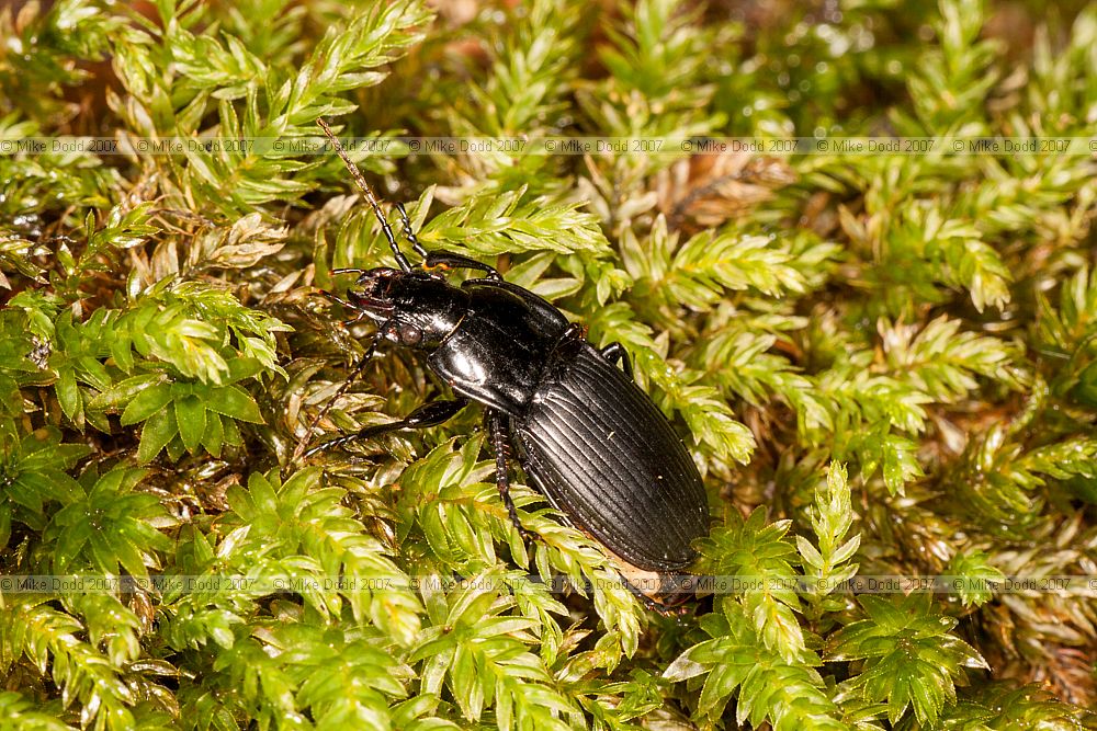 Abax parallelepipedus Carabid beetle (?)
