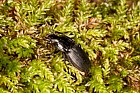 Abax parallelepipedus Carabid beetle (?)