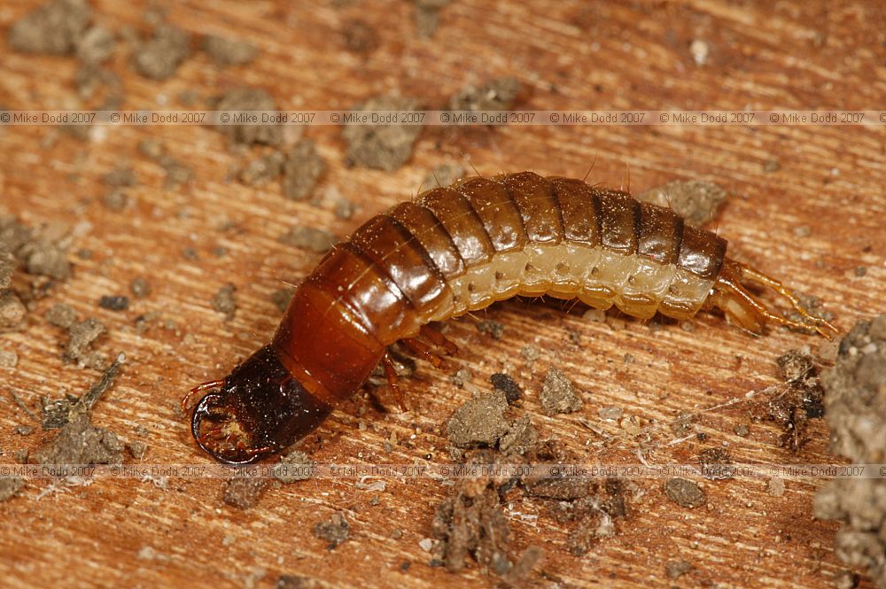 Abax parallelipipedus Ground beetle